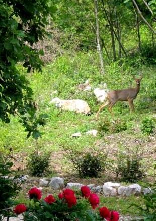 Camalghe di Cadine